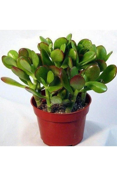 Crassula Ovata Para Çiçeği Para Ağacı Fidanı 10-20 cm ürün görseli 1