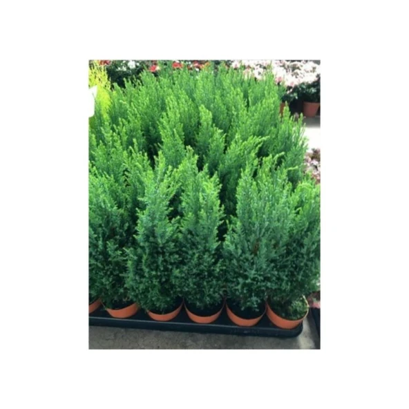 Ev Salon Çamı Elwoodii Çamı Fidanı 35-40 cm ürün görseli 1