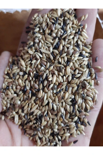 Süper Karışık Kanarya Yemi 1 Kg - Resim 2