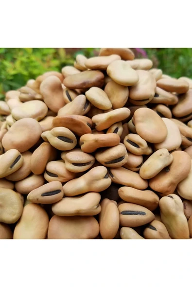 Kuru Bakla 5 Kg ürün görseli 1