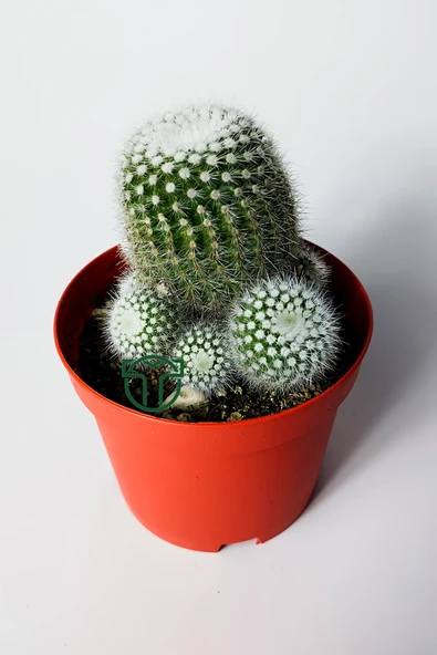 Notocactus Scopa Albispinus bol yavrulu kaktüs ürün görseli 1