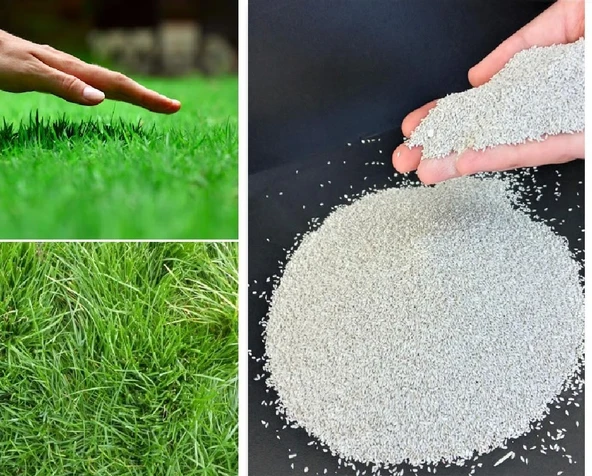 Bermuda Grass Çim Tohumu (Cynodon Dactylon) 1 Kg ürün görseli 1