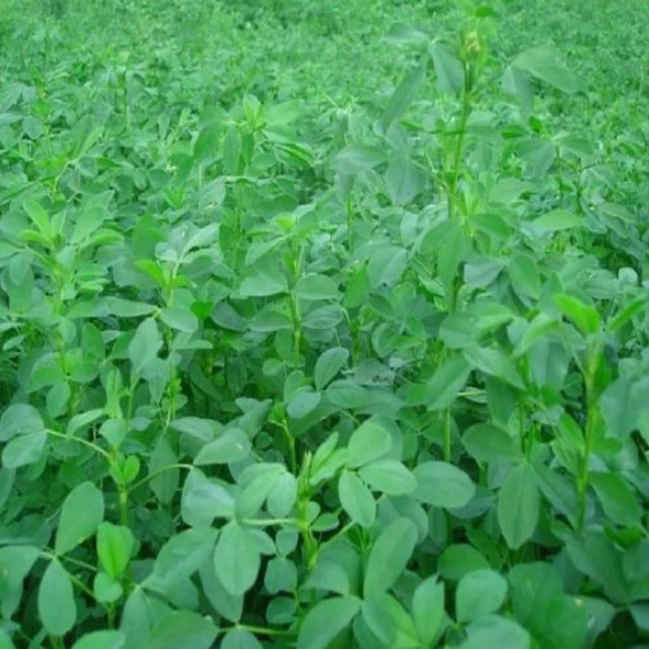 Yonca Tohumu - Medicago Sativa 1 kg ürün görseli 1
