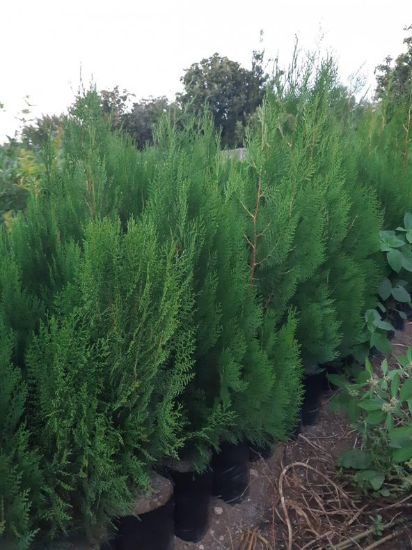 4 ADET TÜPLÜ ÇİT MAZI ÇAMI FİDANI YAŞ 2 BOY 40-60cm ürün görseli 1