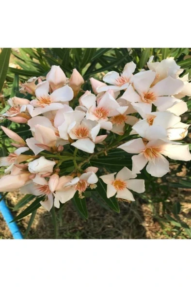 Krem Renk Zakkum Çiçegi Fidanı 2 Yaş 20-40 cm ürün görseli 1