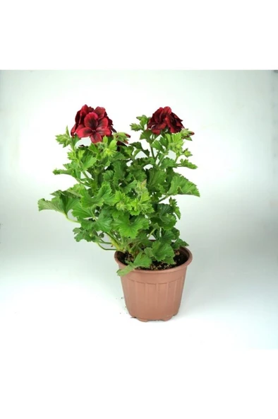 Pelargonium X Grandiflorum - Canan Sardunya Fidanı Kırmızı 10-20 cm ürün görseli 1