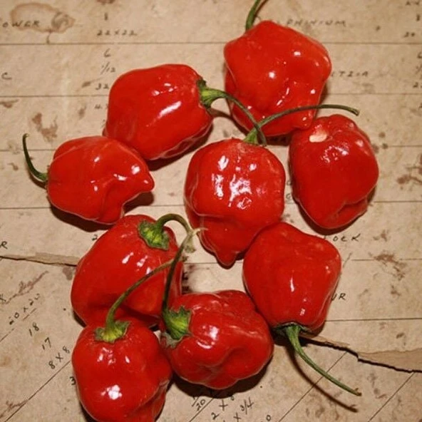 Habernero Red Small Çok Acı Biber Tohumu(15 adet) ürün görseli 1