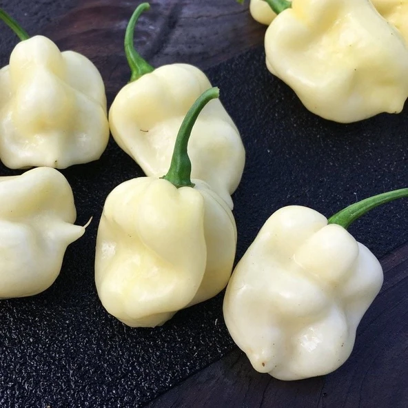 Geleneksel 7 Pot White Acı Biber Tohumu(10 tohum) ürün görseli 1
