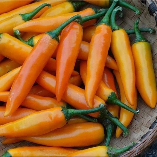 Ata Tohumları Geleneksel Bulgarian Carrot Hot Chili Biber Biber Tohumu (10 Tohum) ürün görseli 1