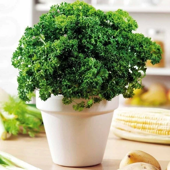 Geleneksel Tohumları Moss Curled Frenk Maydanozu Tohumu (100 tohum) ürün görseli 1
