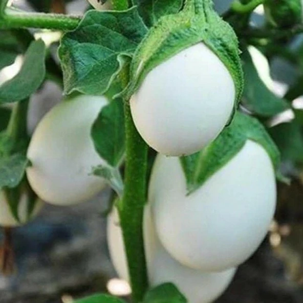 Japanese Egg White Etli Yumurta Patlıcan Tohumu (15 tohum) ürün görseli 1