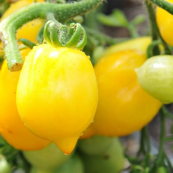 Wonderlight Limon Domates Tohumu Domates Tohumu (15 tohum) ürün görseli 1