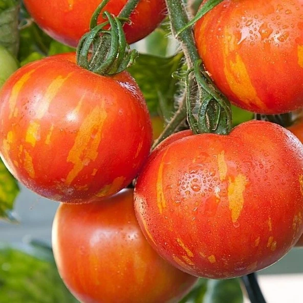 Alacalı Tigerella Domates Tohumu (15 tohum) ürün görseli 1