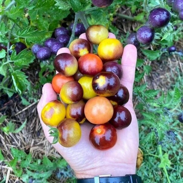 Bosque Bumblebee Cherry Domates Tohumu (15 tohum) ürün görseli 1