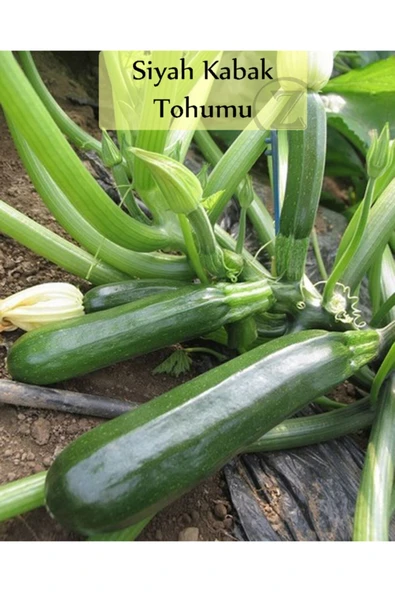 Siyah Kabak Tohumu 1 Paket (10gr=100+ Adet) Kabak Tohumu Siyah ürün görseli 1