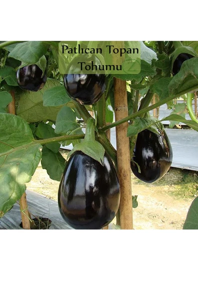 Patlıcan Tohumu 1 Paket (10gr=2000+ Adet) Topan Patlıcan Tohumu ürün görseli 1