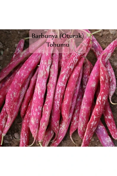 Barbunya Tohumu 1 Paket Barbunya Fasulyesi Tohumu Kapalı Paket Tohum Barbunye Ekmelik ürün görseli 1