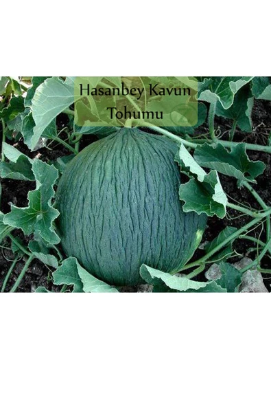 Hasanbey Kavun Tohumu 1 Paket (10gr=300+ Adet) Kara Kavun Tohumu ürün görseli 1