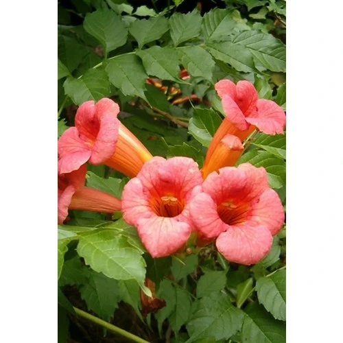 Turuncu Acem Borusu Fidanı 40-80 cm Orange Persian Horn Sapling ürün görseli 1