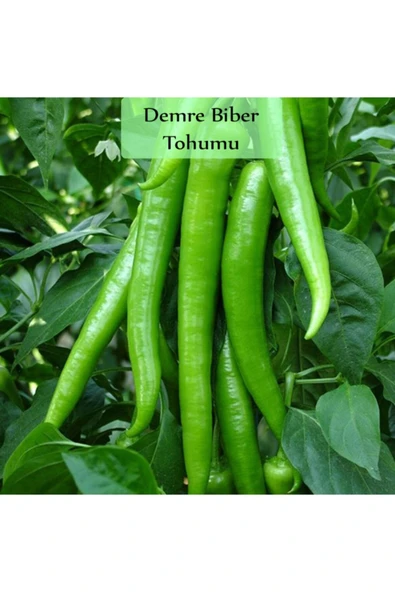 Sera Demre Biber Tohumu 1 Paket (10gr=1000+ Adet) Demre Biber Tohumu ürün görseli 1