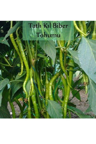Tatlı Kıl Biber Tohumu 1 Paket (5 Gr=700+ Adet) Tatlı Biber Tohumu ürün görseli 1