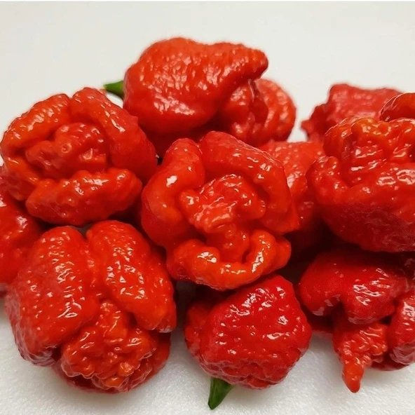Trinidad Moruga Scorpion Akrep Biber Tohumu Dünyanın En Acı 2. Biberi Tohumu (4 tohum) ürün görseli 1