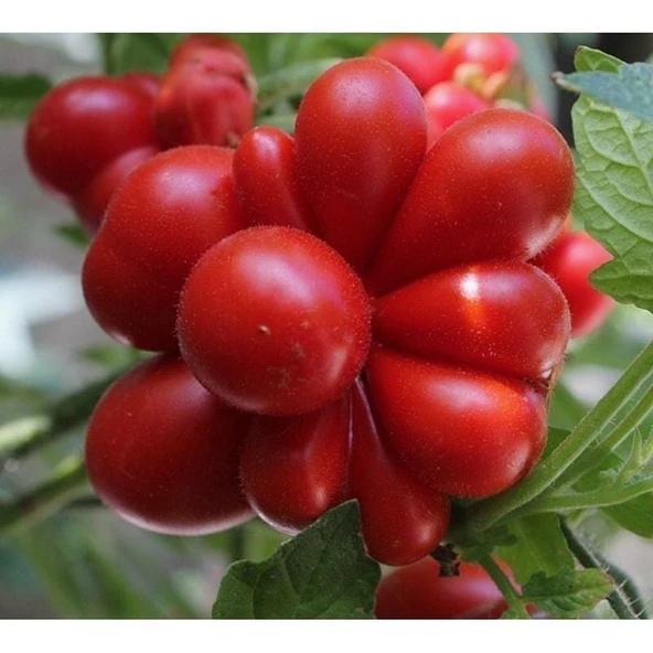 Nadir Woyage Mısır Patlağı Domates Tohumu (15 tohum) ürün görseli 1