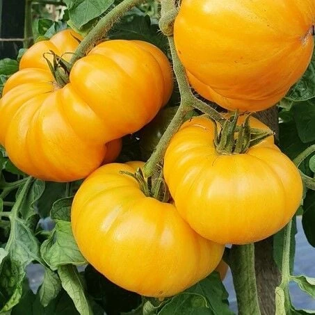 Big Yellow Domates Tohumu (15 tohum) ürün görseli 1