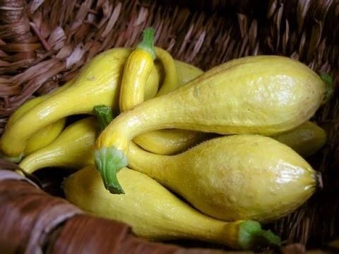 Crookneck Erkenci Yazlık Kabak Tohumu (10 tohum) ürün görseli 1