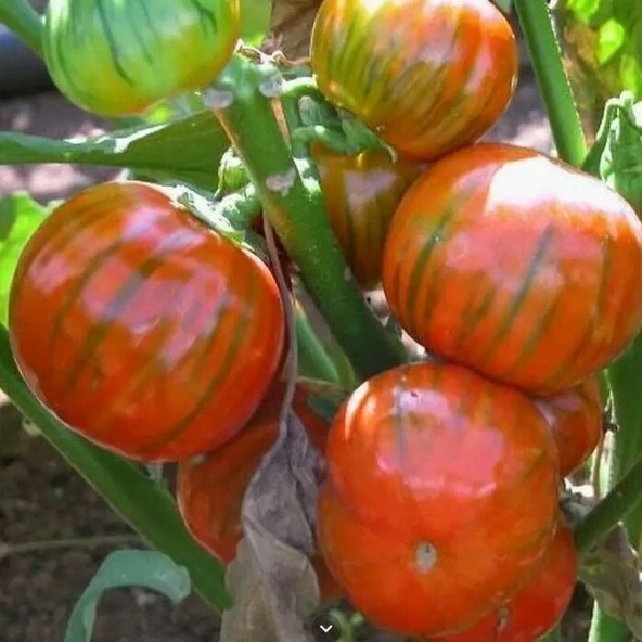 Rossa Di Rotonda Etli Yumurta Patlıcan Tohumu (15 tohum) ürün görseli 1