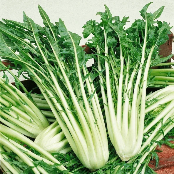 İtalyan Mutfağına Özgü Geleneksel Catalogna Emerald Endive Tohumu (50 tohum) ürün görseli 1