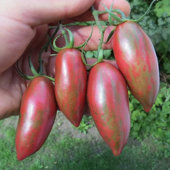 Nadir Çizgili Mor Purple Smaragd Domates Tohumu (15 tohum) ürün görseli 1