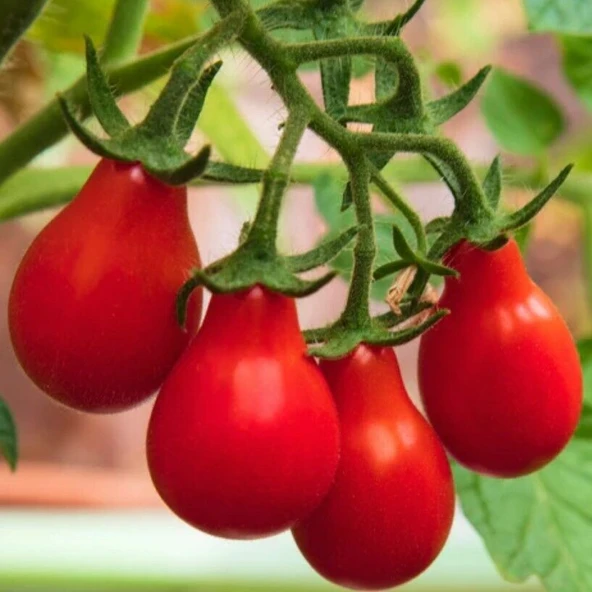 Red Pear Kırmızı Ampül Domates Tohumu (15 tohum) ürün görseli 1