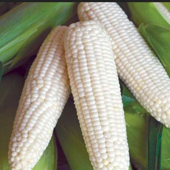 Ata Tohum Geleneksel Glacial White Beyaz Süt Mısırı Tohumu(5 tohum) ürün görseli 1