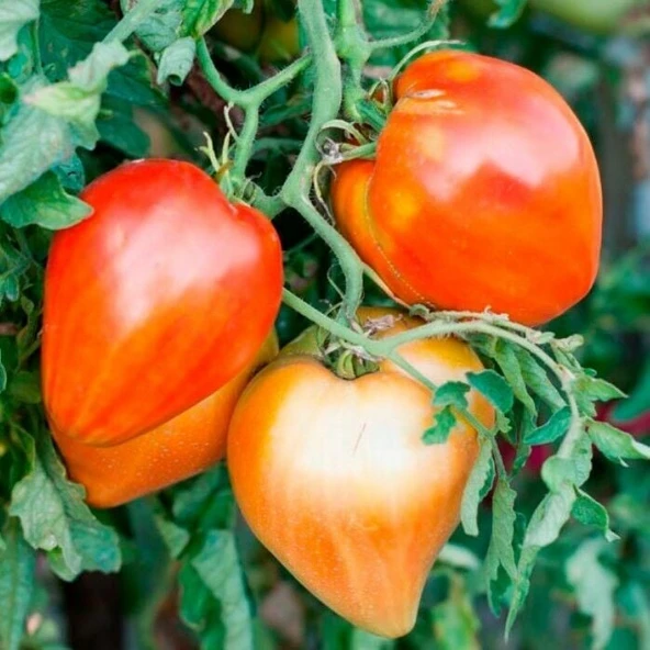 Red Oxheart Kalp Şeklinde Meyvesi Olan Domates Tohumu(15 tohum) ürün görseli 1