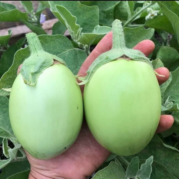 Apple Green Etli Patlıcan Tohumu (15 tohum) ürün görseli 1