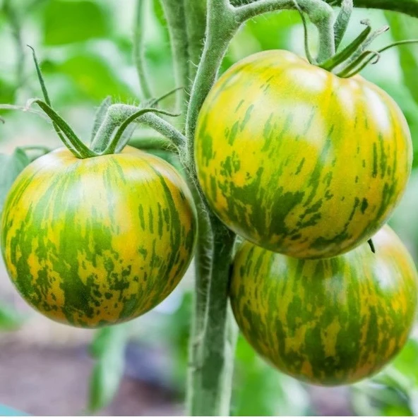 Nadir Çizgili Green Zebra Domates Tohumu (15 tohum) ürün görseli 1