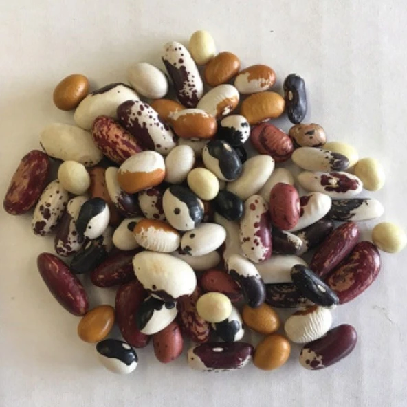 Geleneksel Mixed Fasulye Tohumları (10 tohum) ürün görseli 1