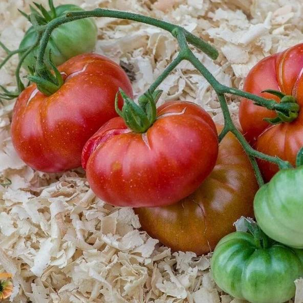 Etli Red Calabash Domates Tohumu (15 tohum) ürün görseli 1