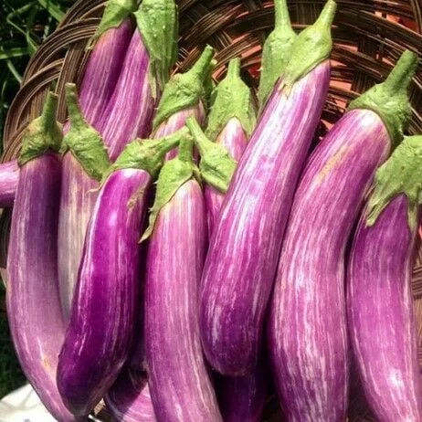 Long Variegated Uzun Etli Patlıcan Tohumu (15 tohum) ürün görseli 1