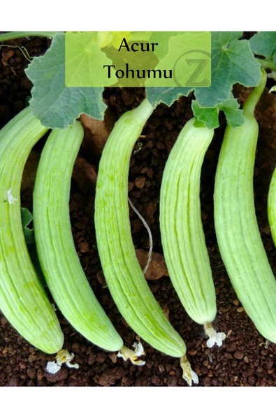 Acur Tohumu 1 Paket 1. Kalite Tohum Kapalı Paket Tohum Acur ürün görseli 1
