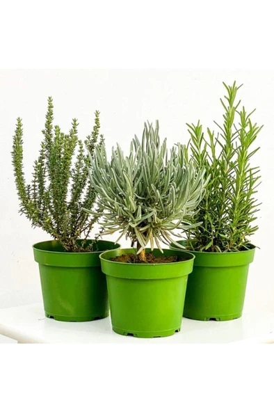 Lavanta Biberiye Kekik Fidanı 3 Lü Set Aromatik Bitki Seti 10-20 cm ürün görseli 1