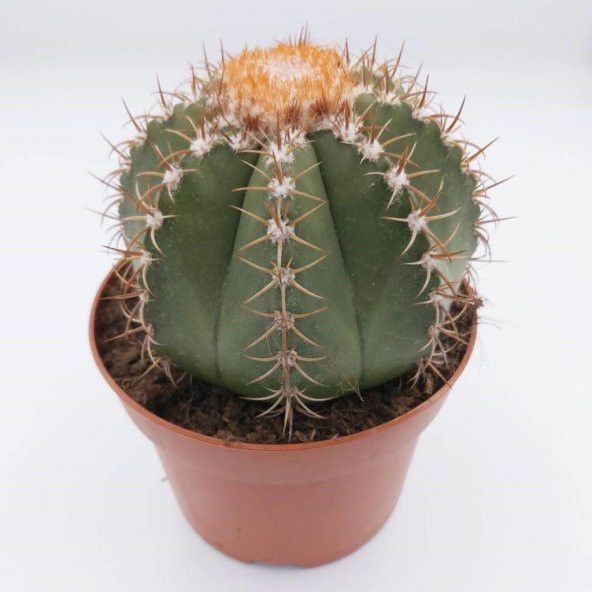 Geniş Şapkalı Melocactus Matanzanus Kaktüs Tohumu (20 Tohum) ürün görseli 1