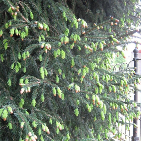 Çin Ladini Tohumu Picea Likiangensis (10 Tohum) ürün görseli 1