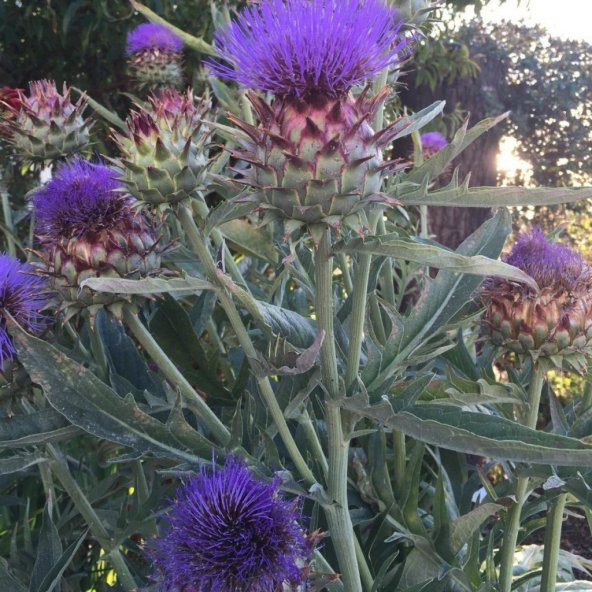 Kenger Otu(Cynara Cardunculus) Tohumu(5 tohum) ürün görseli 1