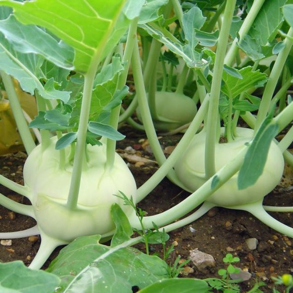 Doğal Yeşil Kohlrabi(Alabaş) Tohumu (20 Tohum) ürün görseli 1