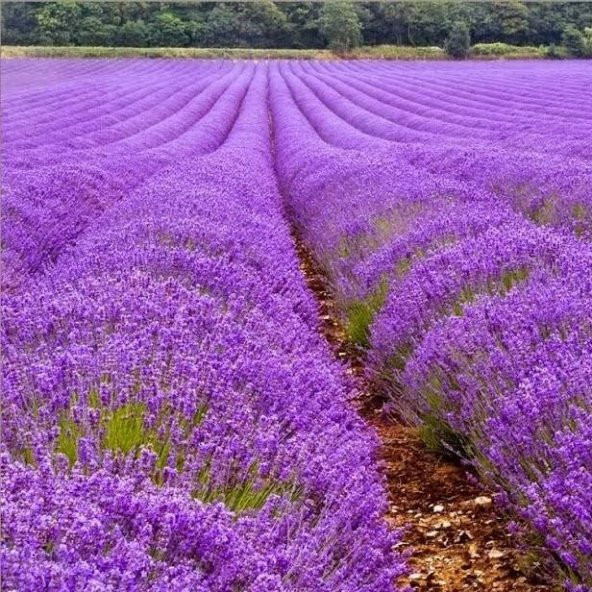 Lavandula Angustifolia Lavanta Çiçeği Tohumu(25000 tohum) ürün görseli 1