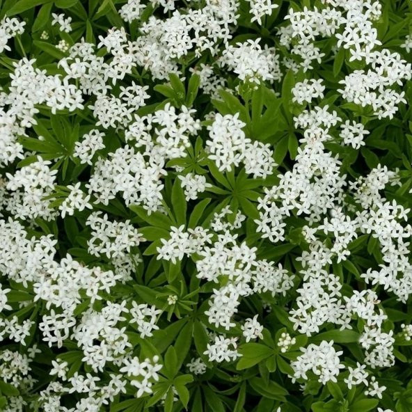 Şifali Boneset Çiçeği Tohumu(50 tohum) ürün görseli 1