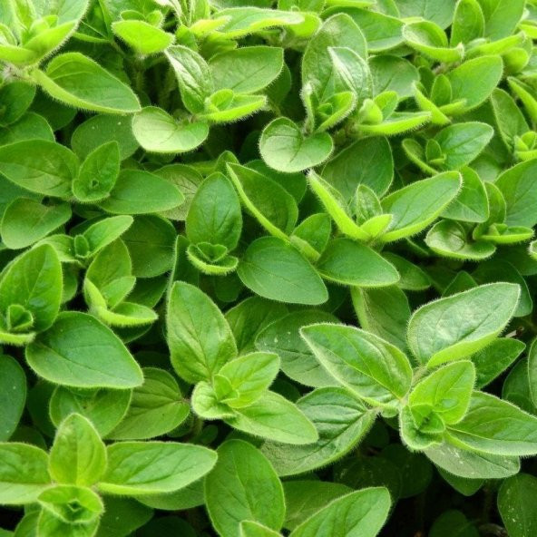Mercanköşk Tohumu (200 tohum) ürün görseli 1