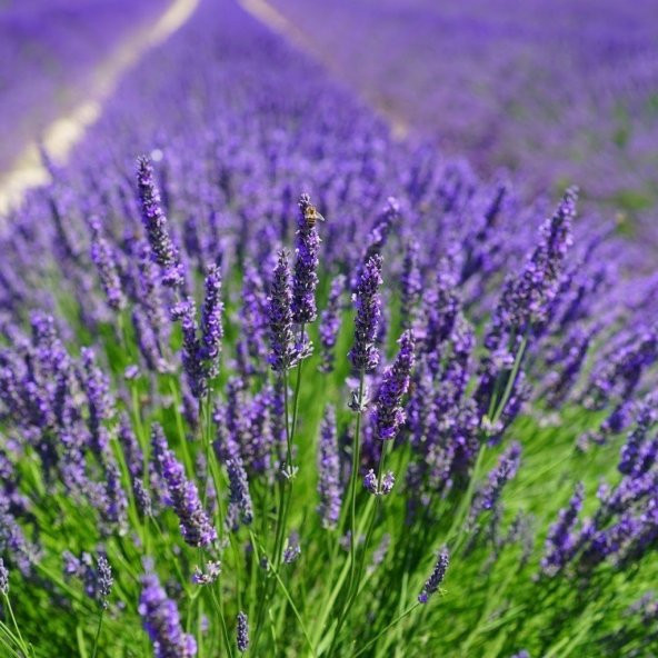 Lavandula Angustifolia Lavanta Çiçeği Tohumu(100 adet) ürün görseli 1